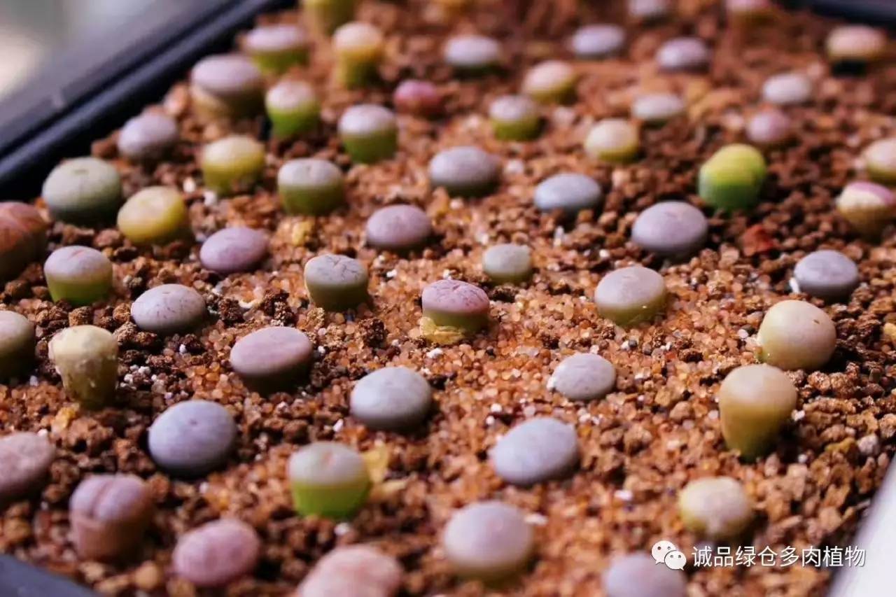 涨姿势｜当不成学霸总得做一回“播”霸（夏播生石花第38天）