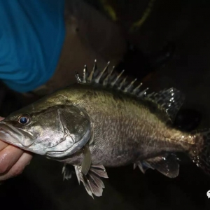 2023-2029年中国鳜鱼行业,鳜鱼养殖行业的现状与前景