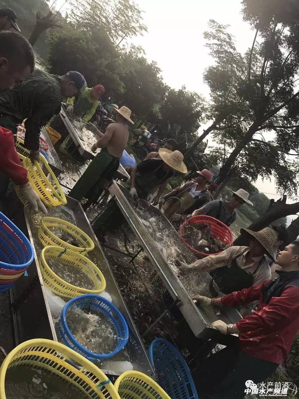 2023-2029年中国鳜鱼行业,鳜鱼养殖行业的现状与前景