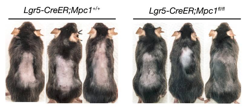 自然脱发会再生吗,自然疗法治脱发