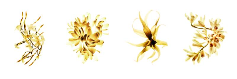 「这个香水有麝香用了会流产的!」|拜托,别再闹这种国际笑话了好吗?