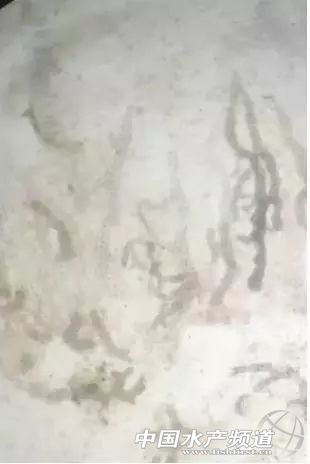 鳃霉病如何治疗,鳃霉病治疗方法水产养殖