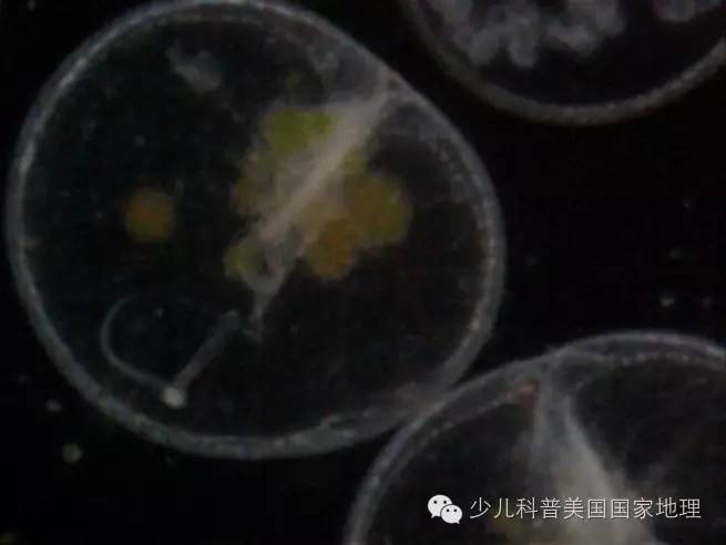 解开马祖蓝眼泪之谜──夜光虫