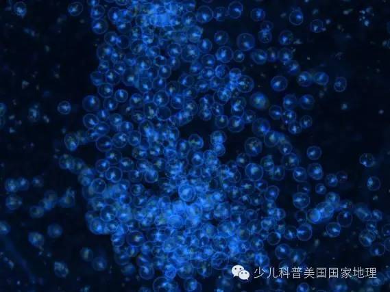 解开马祖蓝眼泪之谜──夜光虫