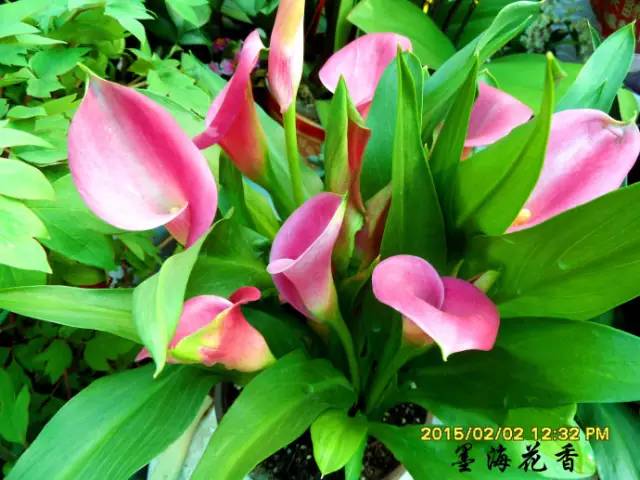 彩色马蹄莲种球几月份种植最好,彩色马蹄莲养了三年为啥不开花