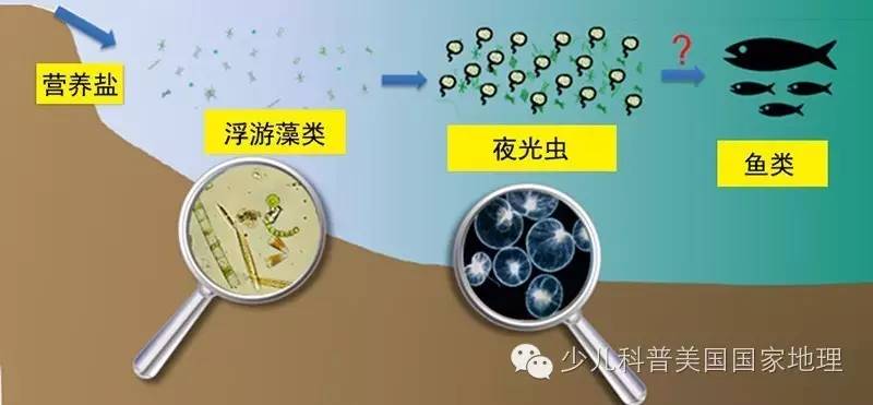 解开马祖蓝眼泪之谜──夜光虫