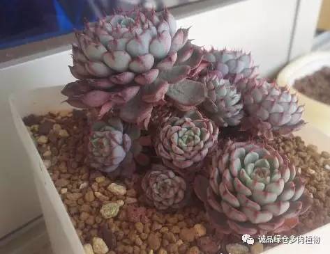 秀肉肉｜「浴火重生」坚强的老红衣老桩