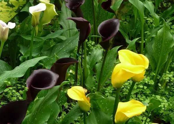 彩色马蹄莲种球几月份种植最好,彩色马蹄莲养了三年为啥不开花