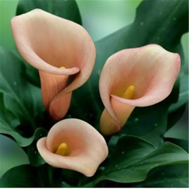 彩色马蹄莲种球几月份种植最好,彩色马蹄莲养了三年为啥不开花