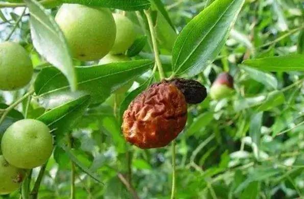 枣树病虫害防治全攻略,枣树病虫害防治技术视频