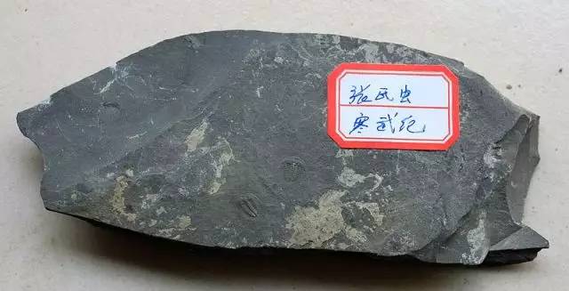 海关案件移交标准,移交海关缉私的货物会怎么处理