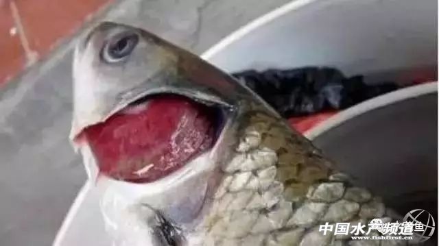 鳃霉病如何治疗,鳃霉病治疗方法水产养殖