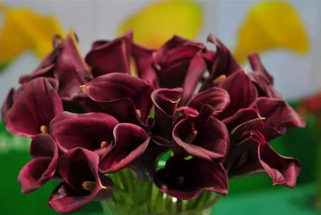 彩色马蹄莲种球几月份种植最好,彩色马蹄莲养了三年为啥不开花