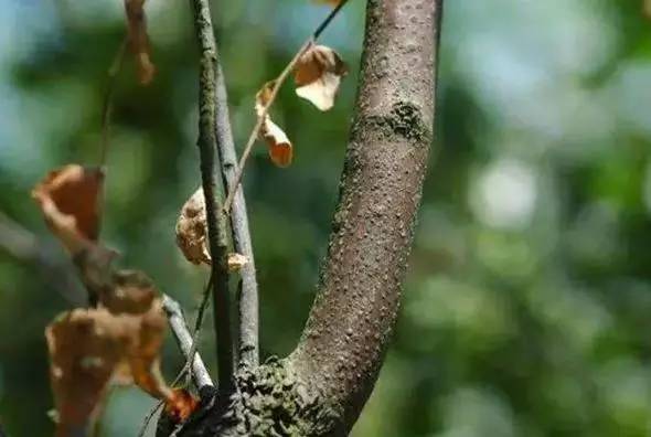 枣树病虫害防治全攻略,枣树病虫害防治技术视频