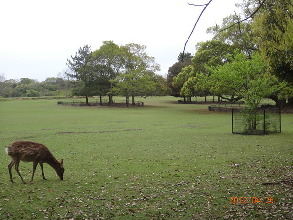 7天日本自由行多少钱,日本七天游自由行