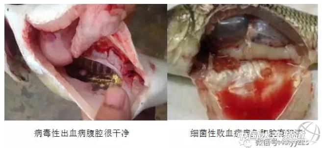 草鱼出血病来袭,实战派教你如何正确诊断处理