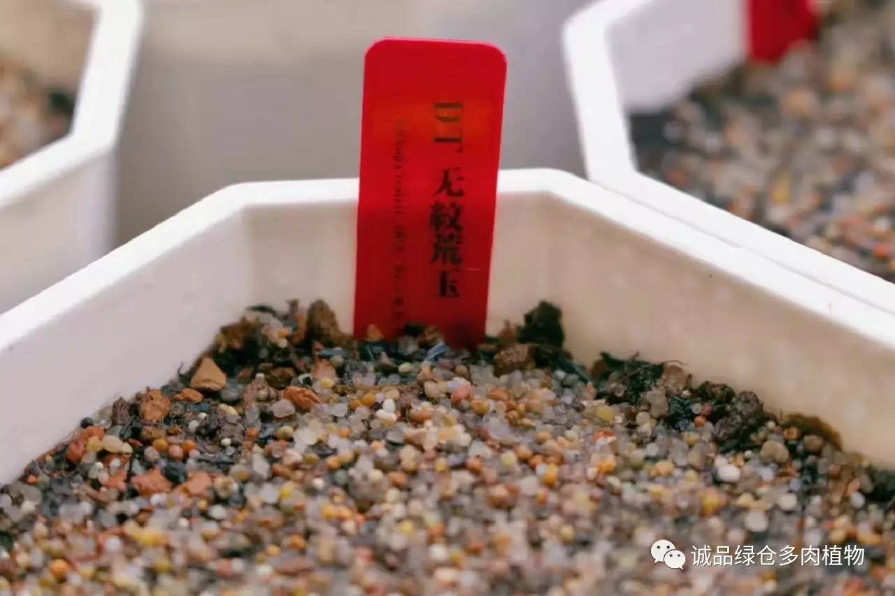 涨姿势｜当不成学霸总得做一回“播”霸（夏播生石花第38天）