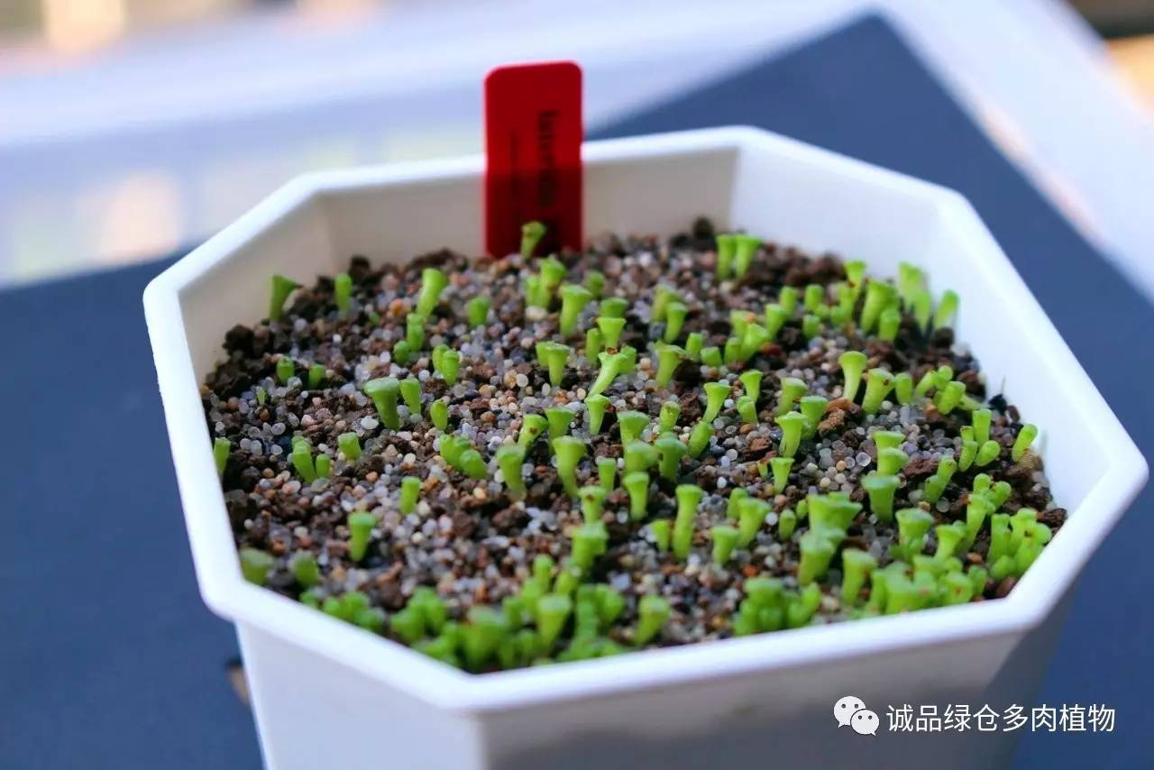 涨姿势｜当不成学霸总得做一回“播”霸（夏播生石花第38天）