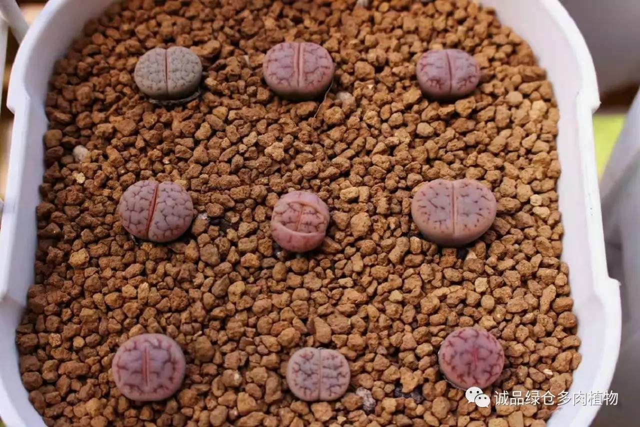 涨姿势｜当不成学霸总得做一回“播”霸（夏播生石花第38天）