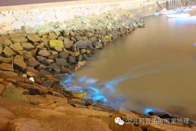 解开马祖蓝眼泪之谜──夜光虫