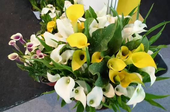 彩色马蹄莲种球几月份种植最好,彩色马蹄莲养了三年为啥不开花