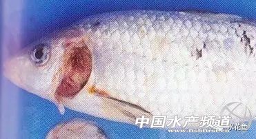 鳃霉病如何治疗,鳃霉病治疗方法水产养殖