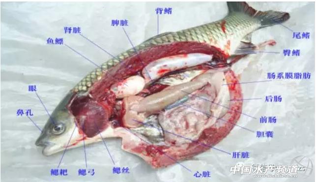 草鱼出血病来袭,实战派教你如何正确诊断处理