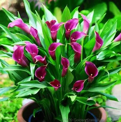 彩色马蹄莲种球几月份种植最好,彩色马蹄莲养了三年为啥不开花