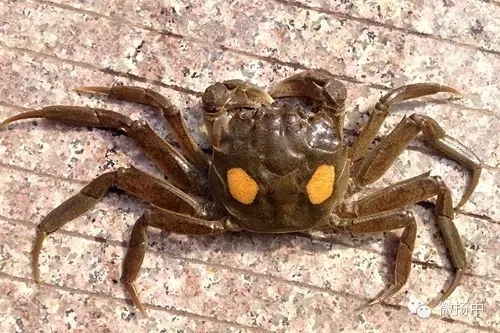 「镇深度」牛!镇江9个特产获国家地理标志产品保护!还有的在受理中……