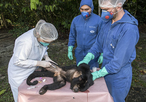 2019年巴西黄热病,巴西登革热最新疫情报告