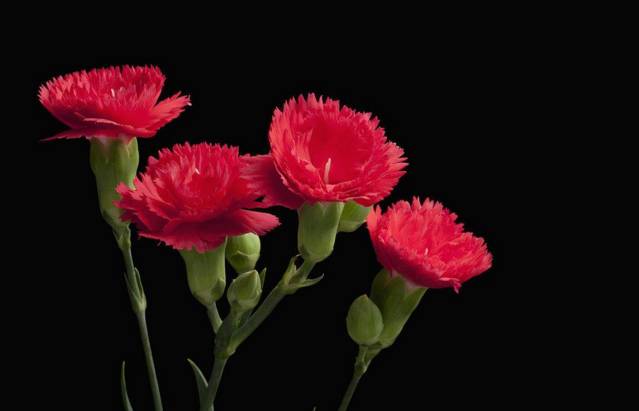 七夕送什么?不用动脑壳,照到这篇买就行了!