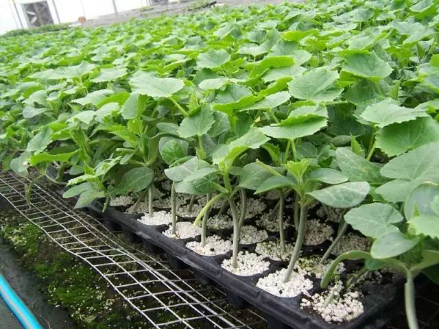 鎴戜滑搴旇濡備綍鍒ゆ柇鑻楀瓙濂藉潖 (鑻楀瓙鍒板簳鏈夊閲嶈)