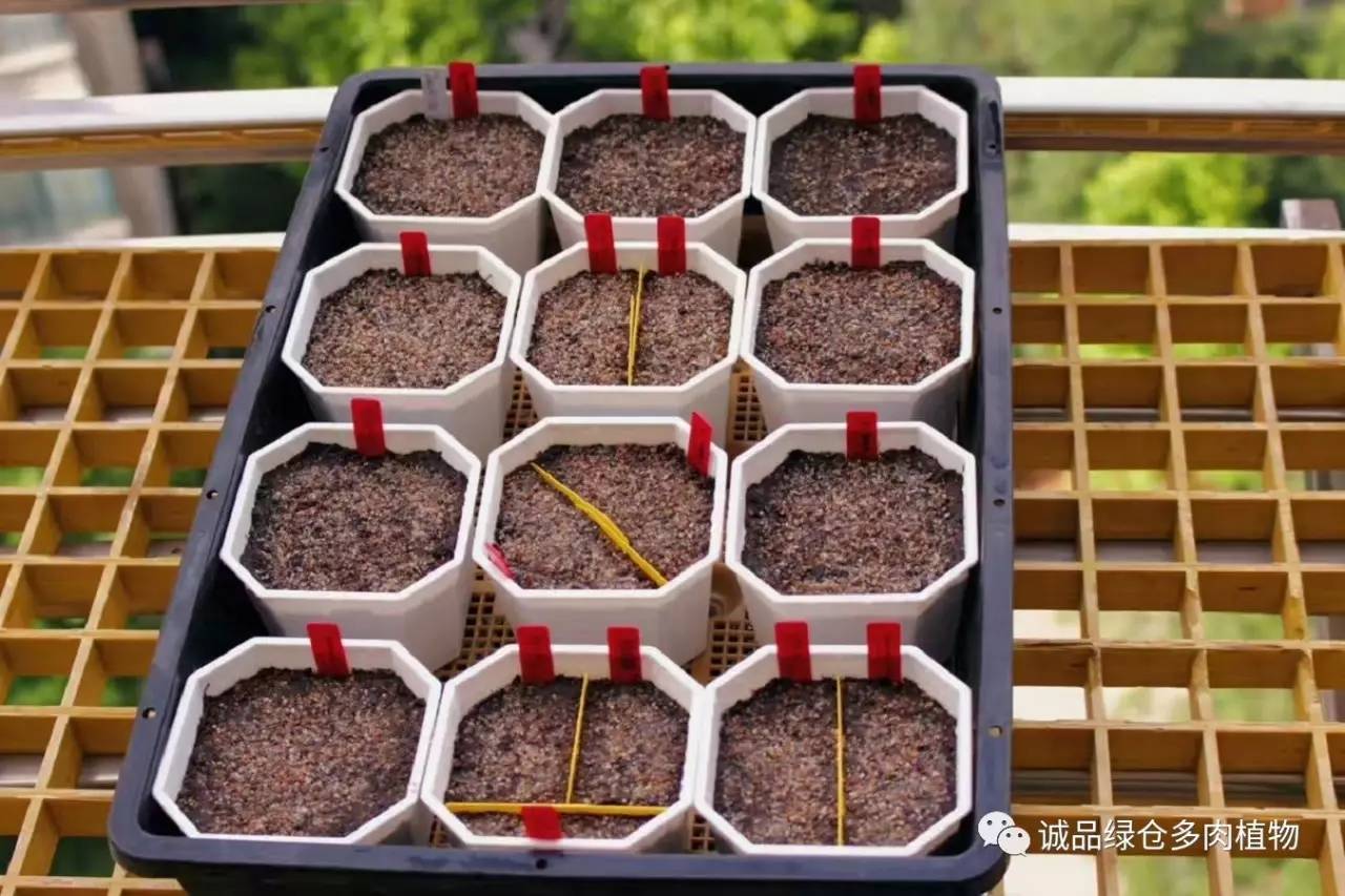 涨姿势|当不成学霸总得做一回“播”霸(夏播生石花第38天)