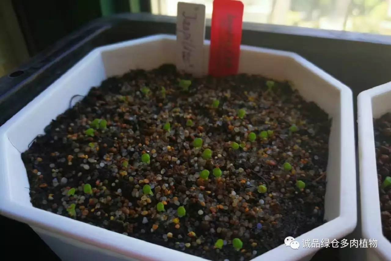 涨姿势｜当不成学霸总得做一回“播”霸（夏播生石花第38天）