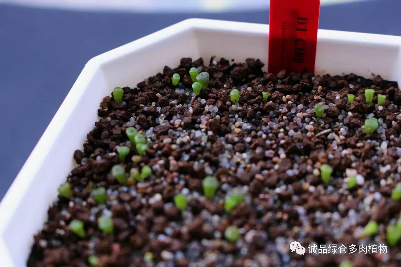 涨姿势｜当不成学霸总得做一回“播”霸（夏播生石花第38天）