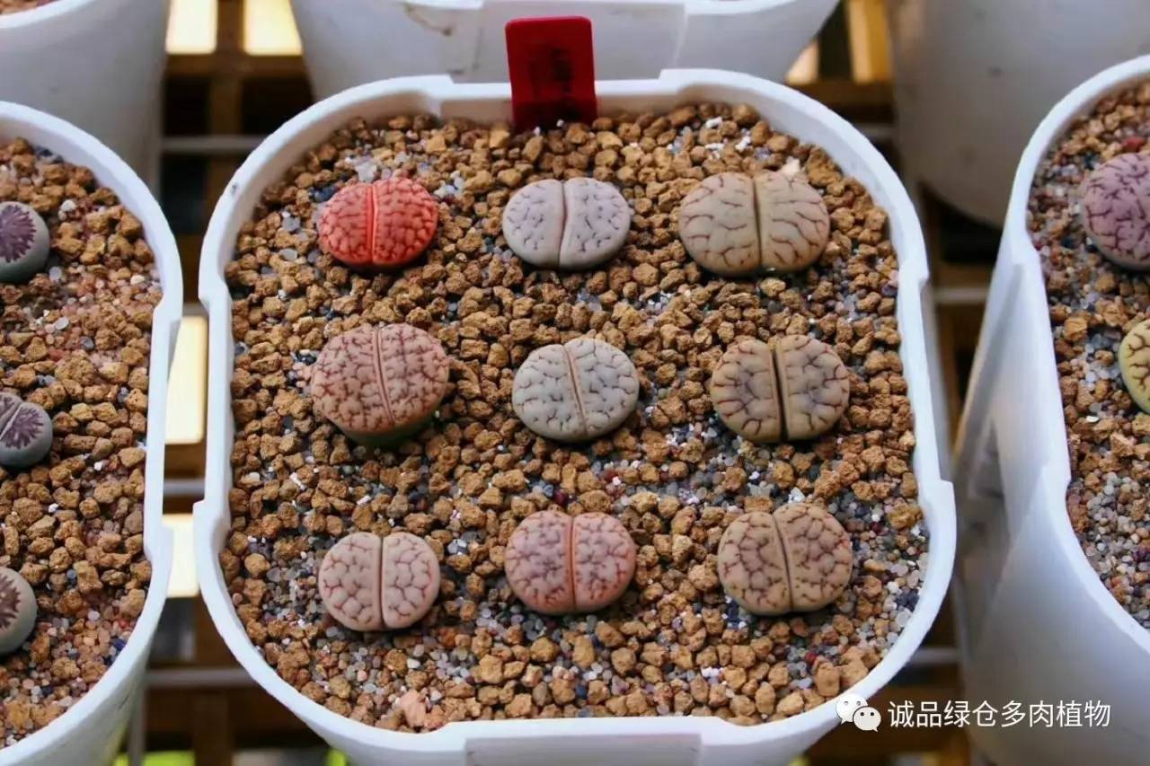 涨姿势｜当不成学霸总得做一回“播”霸（夏播生石花第38天）