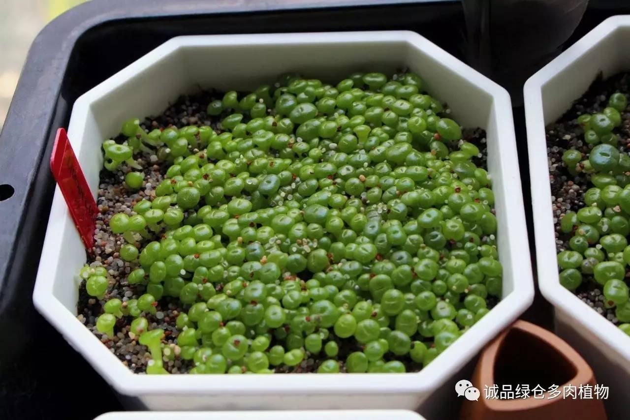 涨姿势｜当不成学霸总得做一回“播”霸（夏播生石花第38天）