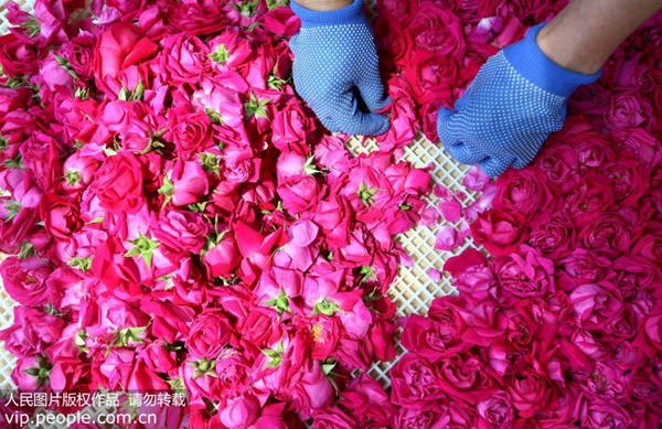 玫瑰花茶有毒,玫瑰花茶致癌的传言不靠谱