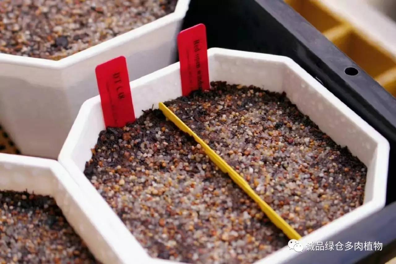 涨姿势｜当不成学霸总得做一回“播”霸（夏播生石花第38天）