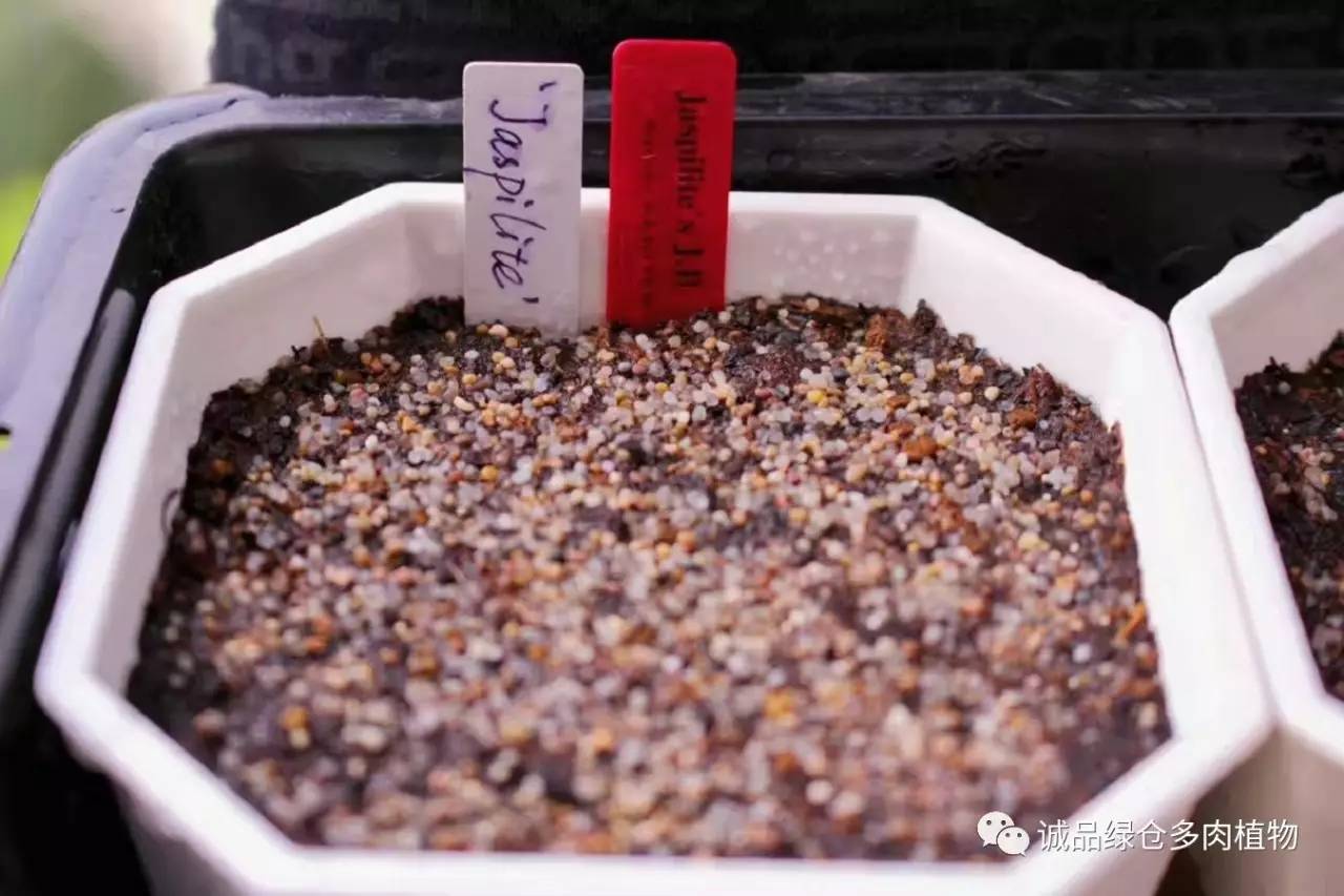 涨姿势|当不成学霸总得做一回“播”霸(夏播生石花第38天)