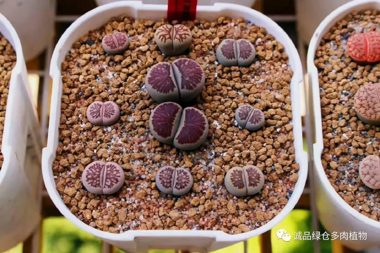 涨姿势｜当不成学霸总得做一回“播”霸（夏播生石花第38天）