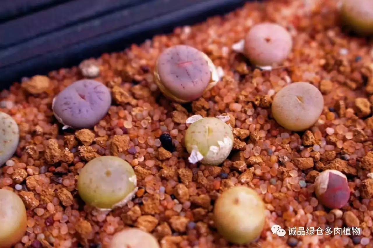 涨姿势｜当不成学霸总得做一回“播”霸（夏播生石花第38天）