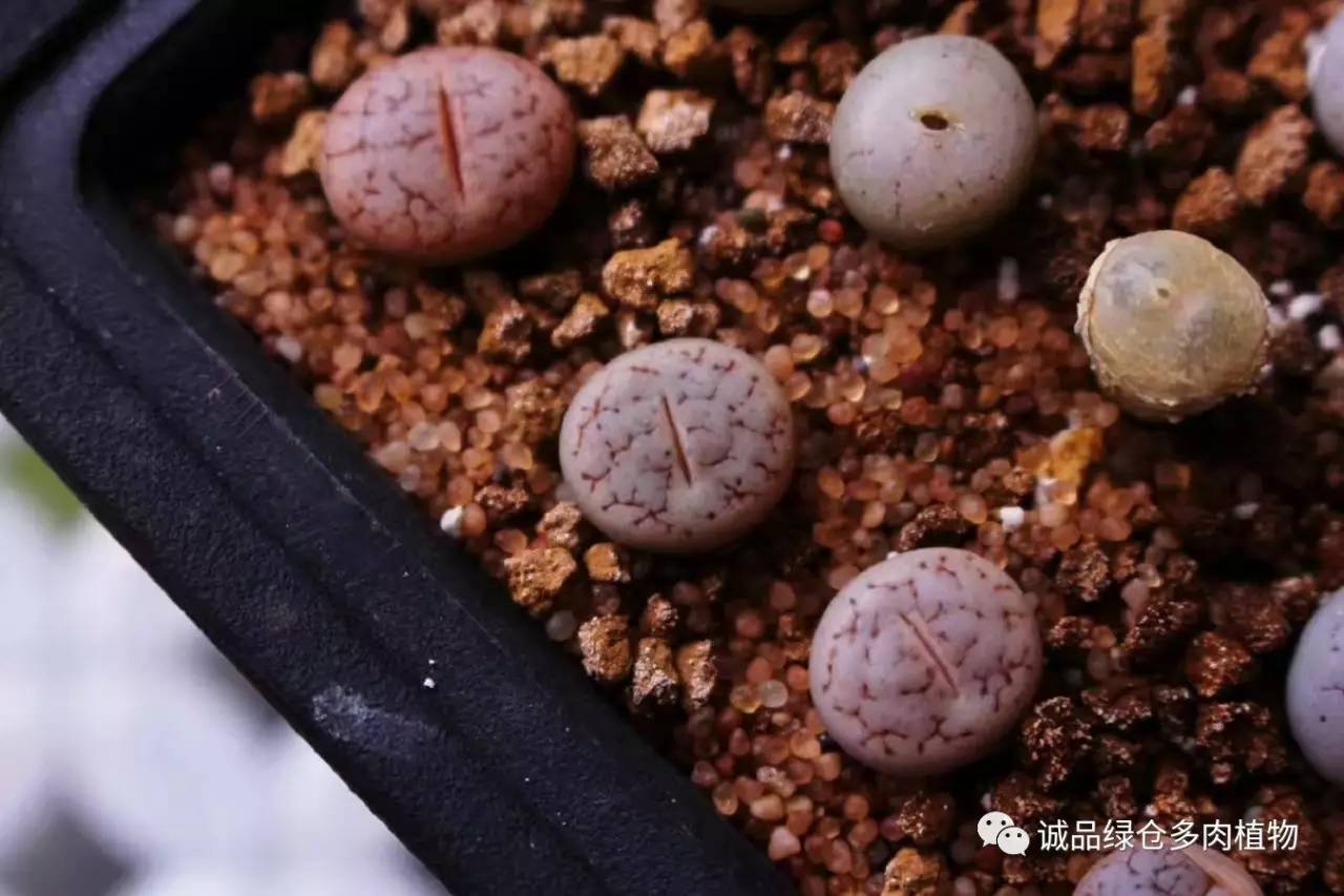 涨姿势｜当不成学霸总得做一回“播”霸（夏播生石花第38天）