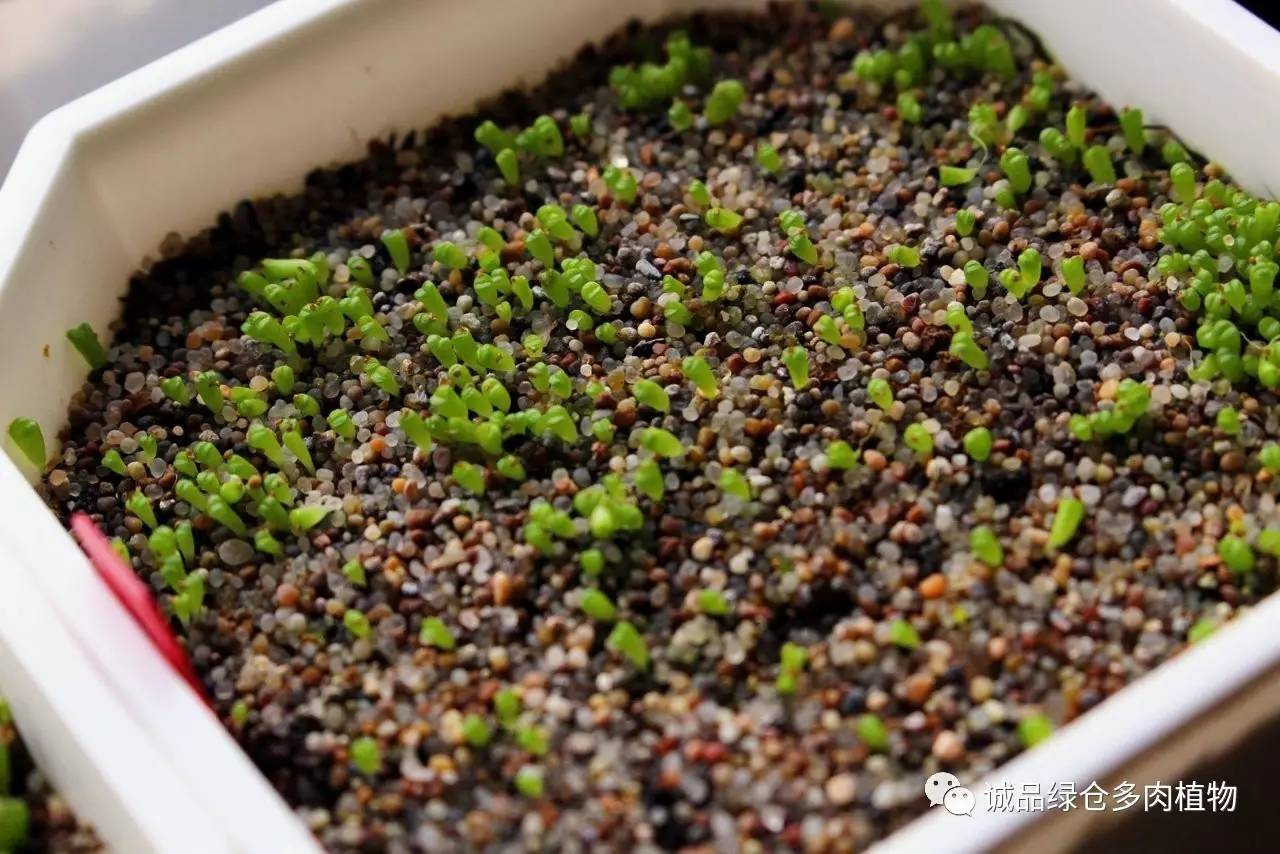 涨姿势｜当不成学霸总得做一回“播”霸（夏播生石花第38天）