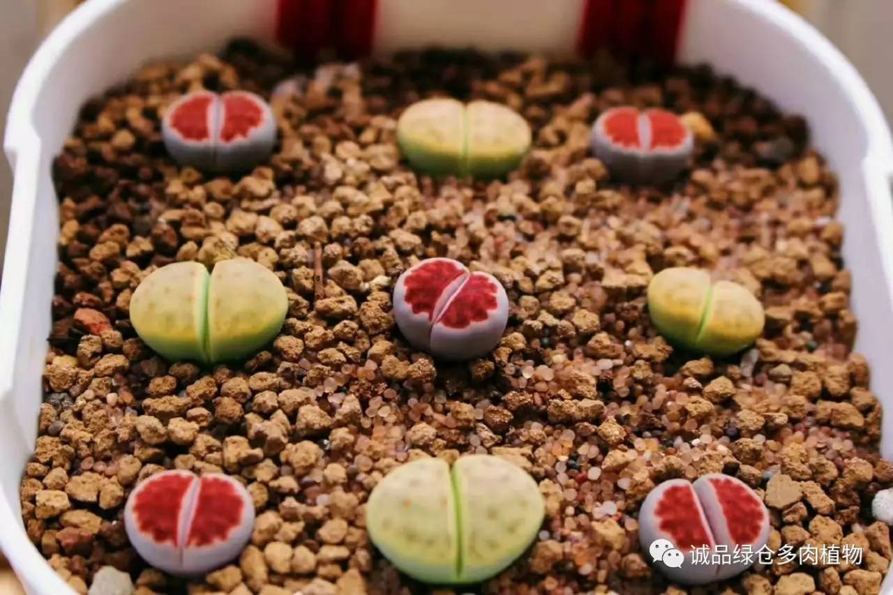 涨姿势｜当不成学霸总得做一回“播”霸（夏播生石花第38天）