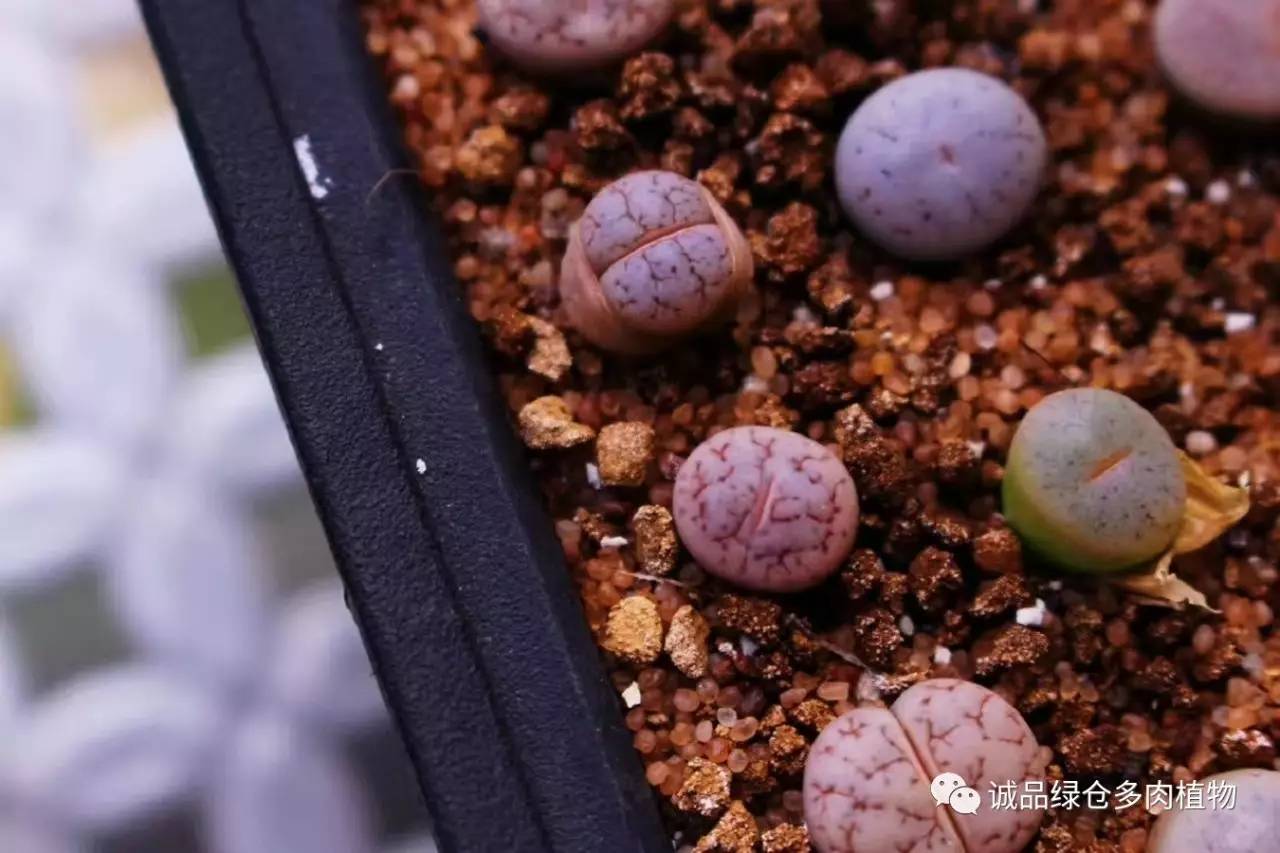 涨姿势｜当不成学霸总得做一回“播”霸（夏播生石花第38天）