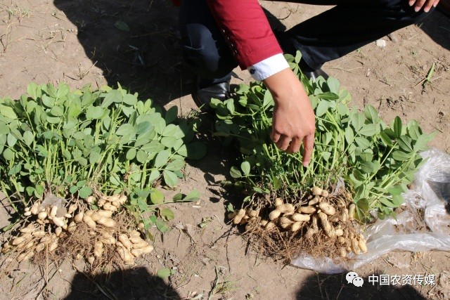 中盐安徽红四方肥业股份有限公司,中盐安徽红四方有机肥