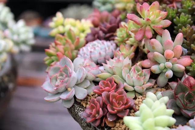 4种新手也能养成老桩的多肉,多肉如何养成大朵