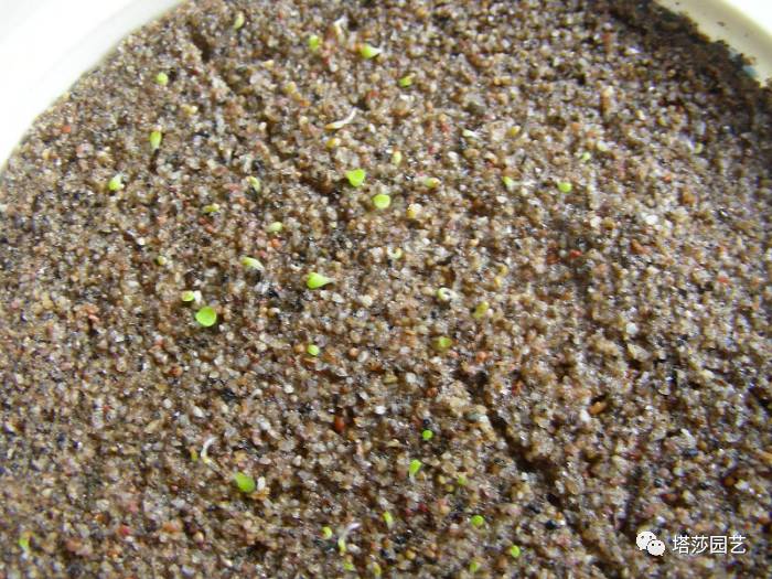 生石花的种子是自己的品种吗,生石花像丝绒一样的是什么品种