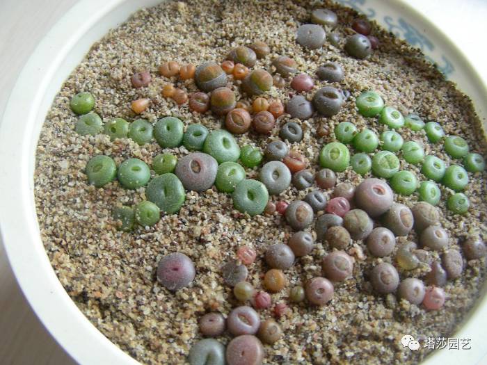 生石花的种子是自己的品种吗,生石花像丝绒一样的是什么品种